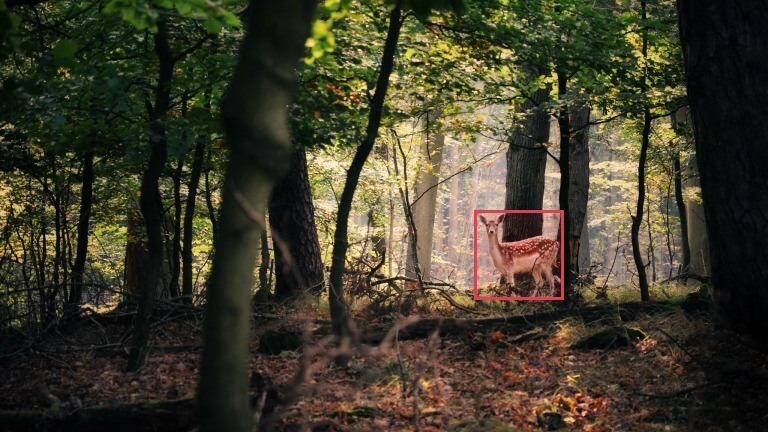陆生兽类识别算法